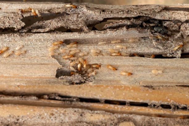 Best Mosquito Control Services  in Port Royal, SC