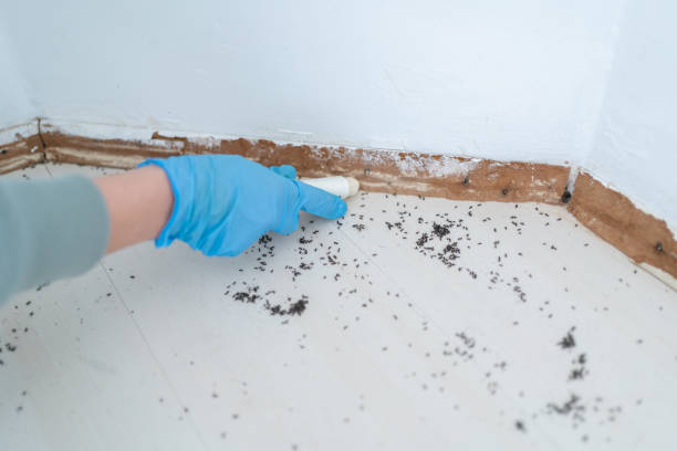 Trusted Port Royal, SC Pest Control Experts